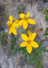 Electranthera mutica