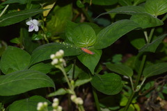 Bothrogonia addita