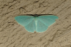 Chlorocoma assimilis