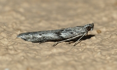 Homoeosoma vagella