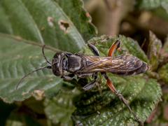 Liris subtessellatus