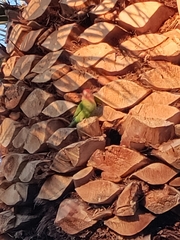 Agapornis roseicollis