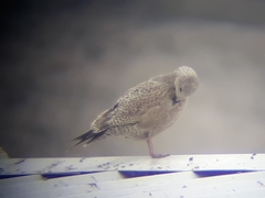 Larus argentatus smithsonianus