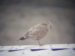 Larus argentatus smithsonianus