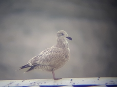 Larus argentatus smithsonianus