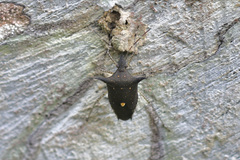 Proxys albopunctulatus