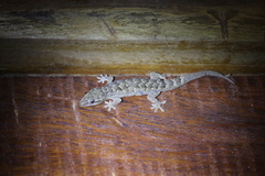 Hemidactylus palaichthus