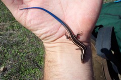 Plestiodon skiltonianus interparietalis