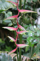Heliconia chartacea