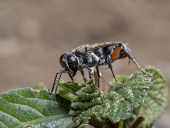 Liris subtessellatus