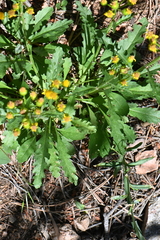 Packera neomexicana mutabilis