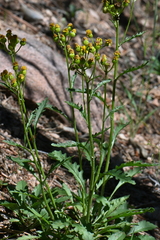 Packera neomexicana mutabilis