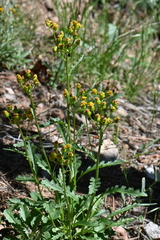 Packera neomexicana mutabilis