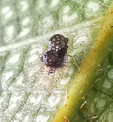 Alloiothucha artocarpi