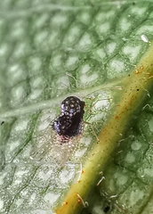 Alloiothucha artocarpi