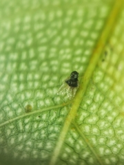 Alloiothucha artocarpi