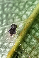 Alloiothucha artocarpi