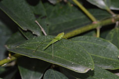 Phaneroptera brevis