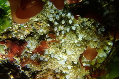 Pycnoclavella stanleyi