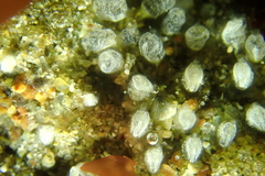 Pycnoclavella stanleyi