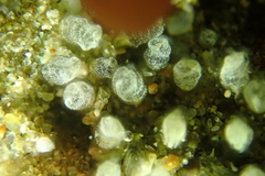 Pycnoclavella stanleyi