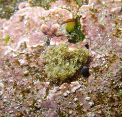Themiste pyroides