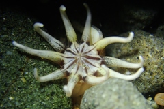 Halcampa decemtentaculata