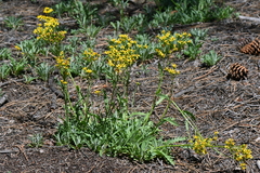 Packera neomexicana mutabilis