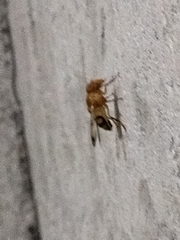 Copestylum tympanitis