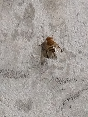 Copestylum tympanitis