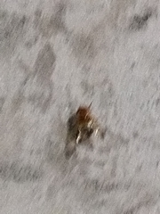 Copestylum tympanitis