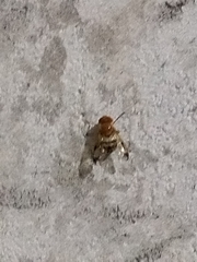 Copestylum tympanitis