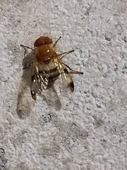 Copestylum tympanitis