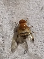 Copestylum tympanitis