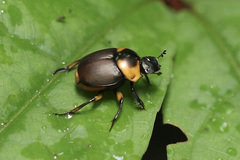 Canthon luteicollis