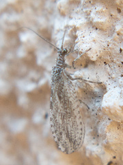 Micromus variolosus