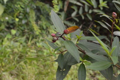 Cinnamomum iners