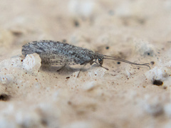 Micromus variolosus