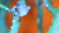 Arthonia farinacea