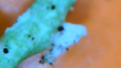 Arthonia farinacea