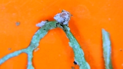 Arthonia farinacea