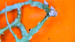 Arthonia farinacea