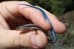 Plestiodon skiltonianus interparietalis