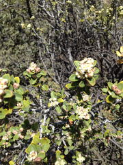 Yucca baccata baccata
