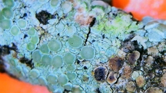 Diplolaeviopsis ranula