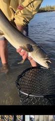 Salvelinus confluentus