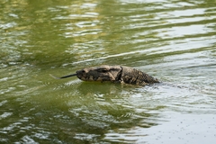 Varanus salvator macromaculatus