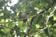Jacamerops aureus