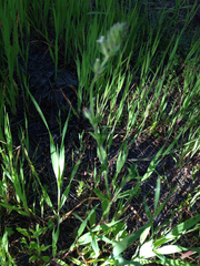 Silene gallica