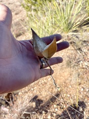 Asclepias engelmanniana